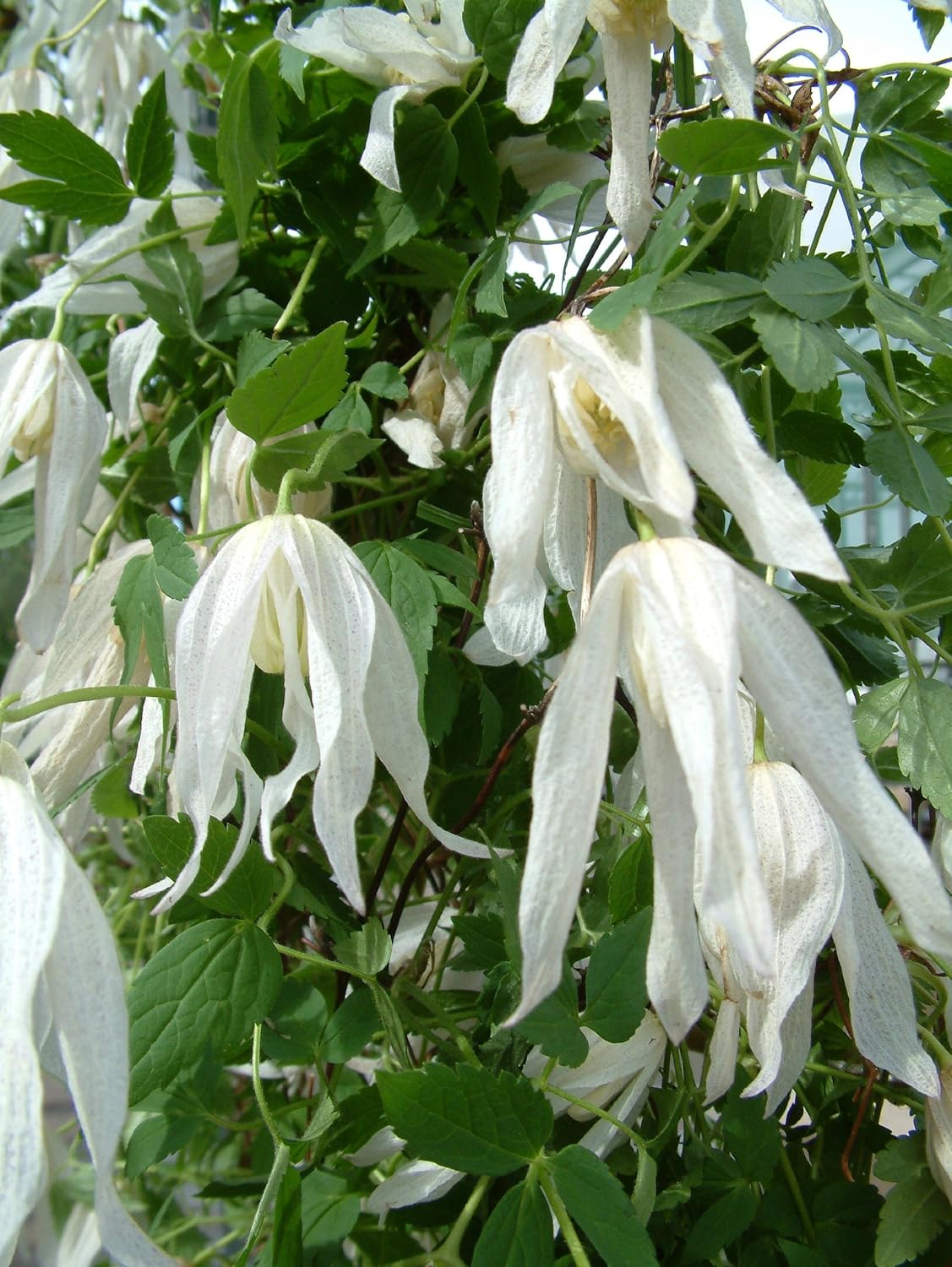 Clematis alpina 'Broughton Bride' im 2-Liter Topf: Amazon ...