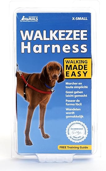 phantom color poodle