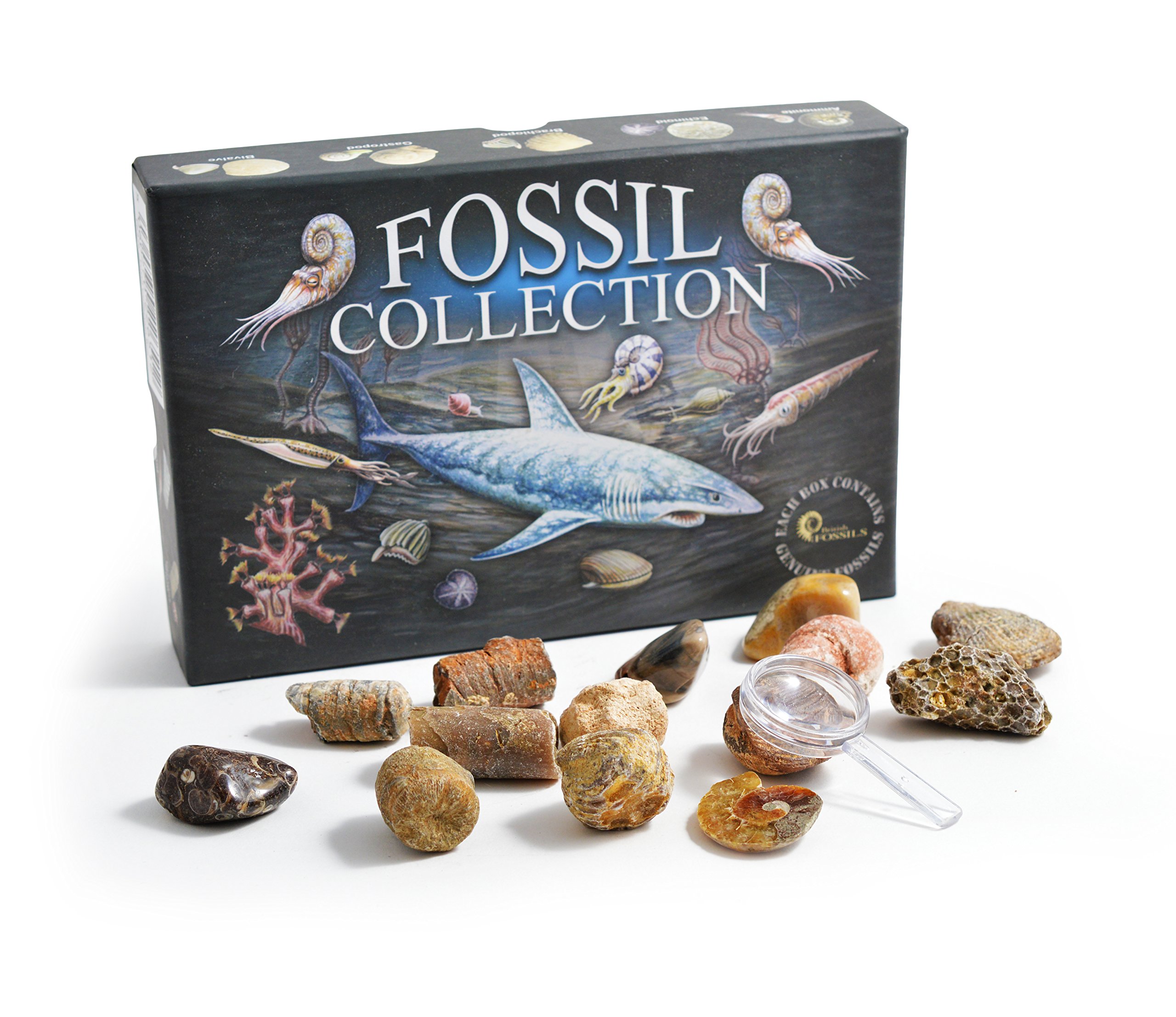 Fossil Collection Kit Contains 15 Genuine Fossils! Pack of 1 Buy