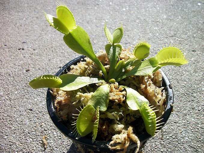 Dutch Delight Venus Flytrap (Fly Trap) Carnivorous Plant