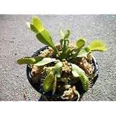 Adult Size Venus Flytrap (Fly Trap) Carnivorous Plant (Dionaea Muscipula) 3 Inch Pot