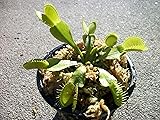 Adult Size Venus Flytrap (Fly Trap) Carnivorous
