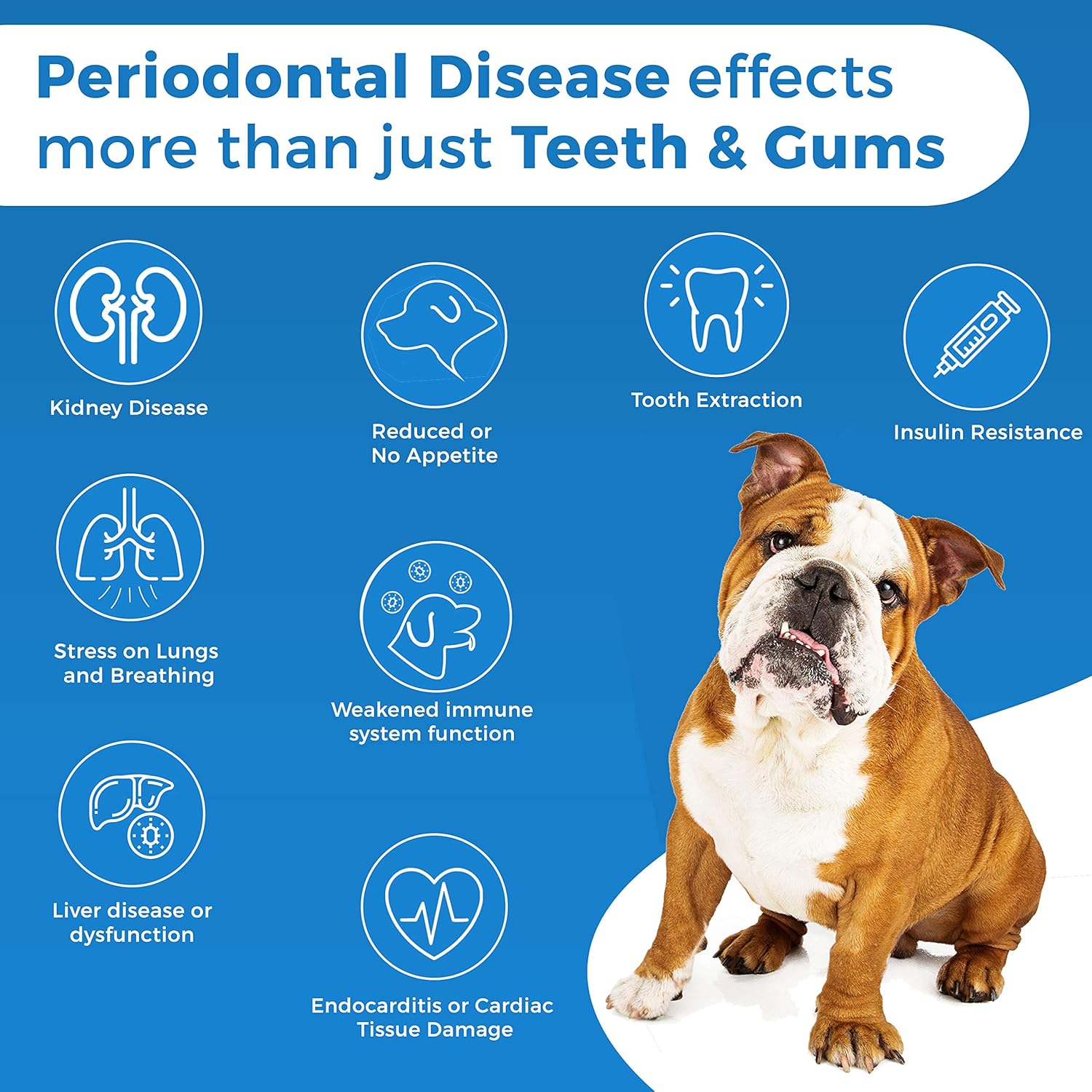 BestLife4Pets Oral Health for Dogs Dental Remedy - Highly Effective Natural Treatment for Inflammatory & Ulcerative Ailments, Stomatitis and Gingivitis. No Smell, No Side Effects : Pet Supplies