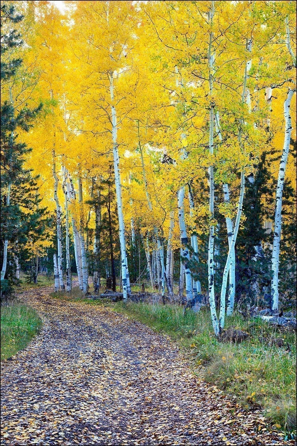 Photographs - Bob Estrin Handmade Wall Art Decor Photograph of Road Lined with Forest of Yellow Aspen Trees in Full Fall Colors