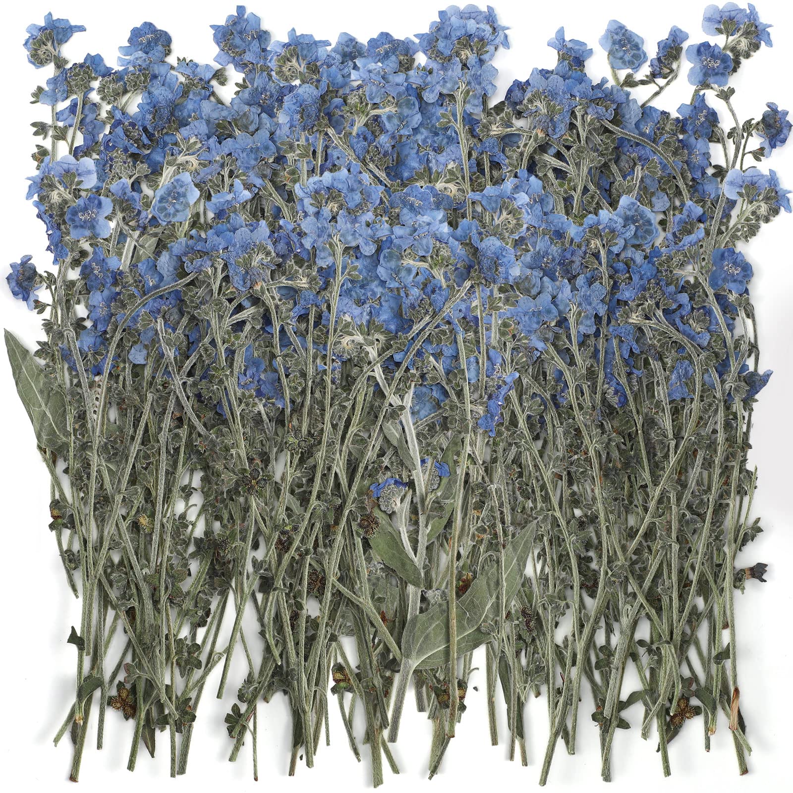 Photo 1 of 50 Pcs Natural Forget Me Not Pressed Dried Flowers Blue Don't Forget Me Dried Flower Real for Resin Jewelry Candle Card Making Nail Art DIY Home Decoration