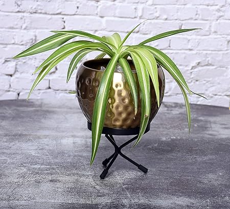 HINS Golden Hammerd Metal Polka Round Shape Flower Plant & Pot With Stand (Golden, Large) Metal Pots For Indoor Plants I Elevated Garden Planter I Raised Planter I Desk Plant I Raised Planter Box I Ascent Homes Metal Planter I Raised Planter Box With Legs I Brass Pots For Indoor Plants I Golden Planter I Mid Century Plant Stand I Brass Planters For Indoor Plants I Indoor Plant Stand For Living Room I Metal Planters Pot For Indoor Plants designer pots for indoor