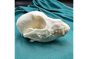 CLLOEAT Wholesale 1/2/3/5/10 pcs Taxidermy Real Animals Skulls, Real Bones Specimen, Supplies Art Bone Vet Medicine 1:1 Animal Bones (1pc,Dog Skull)