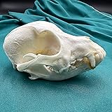 CLLOEAT Wholesale 1/2/3/5/10 pcs Taxidermy Real