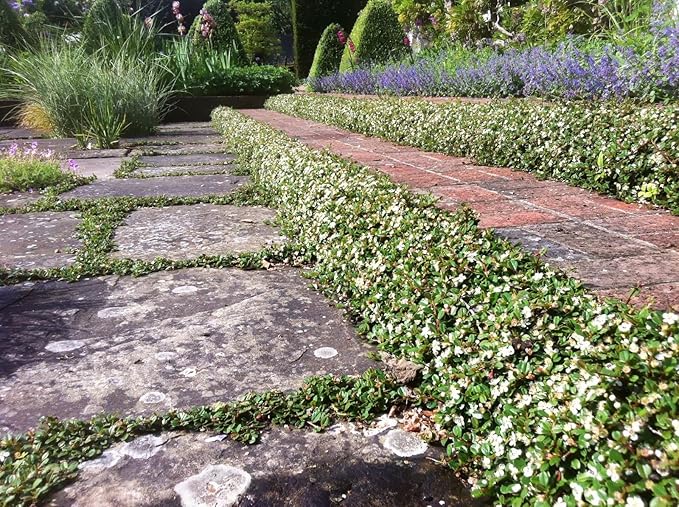 Cotoneaster procumbens Queen of Carpets Plant in 9 cm Pot Amazon.co