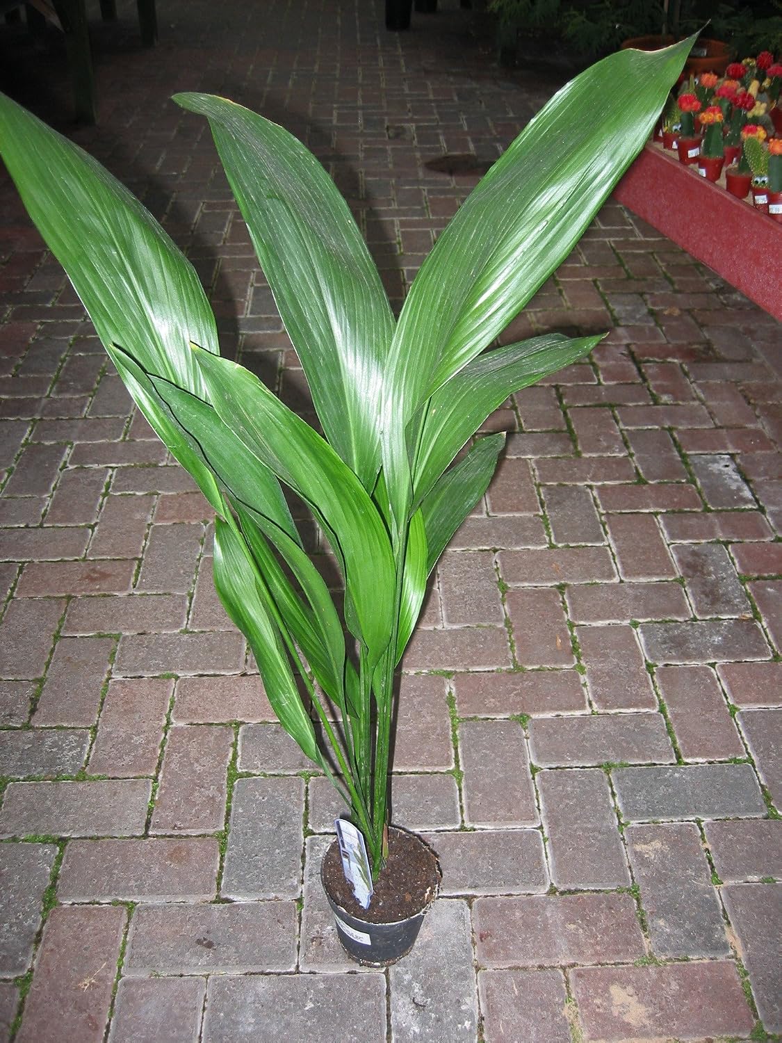 Planta de interior -Planta para la casa o la oficina - Aspidistra ...