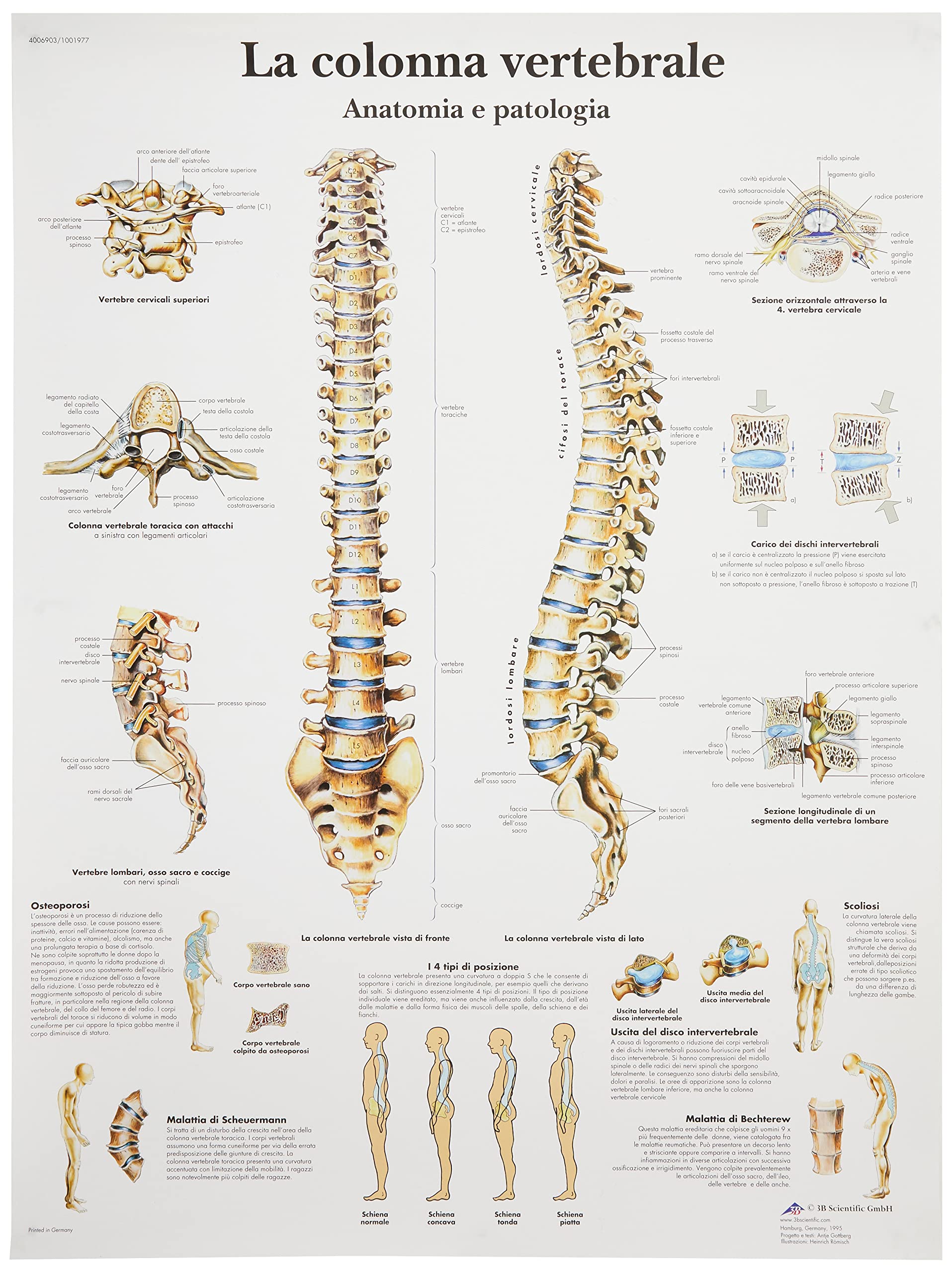 3B Scientific – Laminated Autonomic Nervous System Chart – UV & Dust-Protected Anatomy Poster for Study, Teaching & Clinics