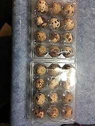 Fertile Coturnix Quail Hatching Eggs