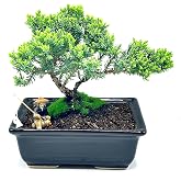 Live Dwarf Juniper Bonsai Tree About 6 Years Old with Cute Ceramic Fisherman | Juniper Bonsai Tree | Indoor/Outdoor | 100% Handcrafted| Home and Office D&eacute;cor | Best Gift for Holiday