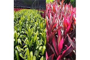 DISCOUNT HAWAIIAN GIFTS HAWAIIAN TI PLANT LOGS 1 RED 1 GREEN ~ GROW HAWAII