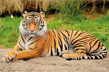 Great Art Xxl Affiche Tigre Majestueux Decoration Murale Chat Chat Tigre Chat Sauvage Animaux Sauvages Gros Chat Peintures Murales Affiche Murale 140 X 100 Cm Amazon Fr Cuisine Maison