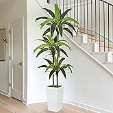 Roselywed Artificial Dracaena Tree 6FT with 36 Leaves & 3 Heads & White Tall Planter Cover with Green Moss Realistic Tall Large Fake Faux Tropical Yucca Silk Plant for Indoor Home Office Porch Decor