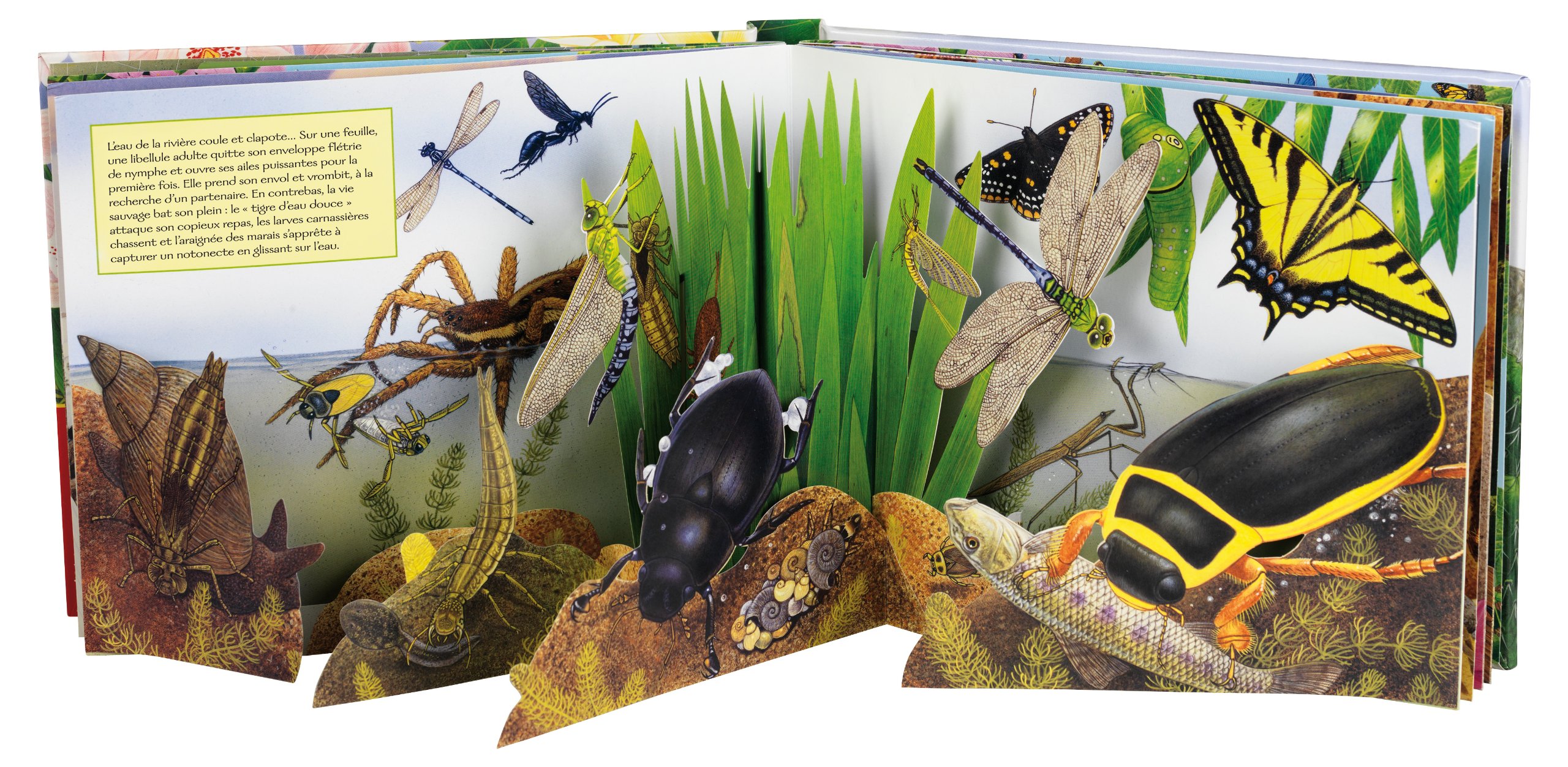 prodigieux-insectes-pledger-deux