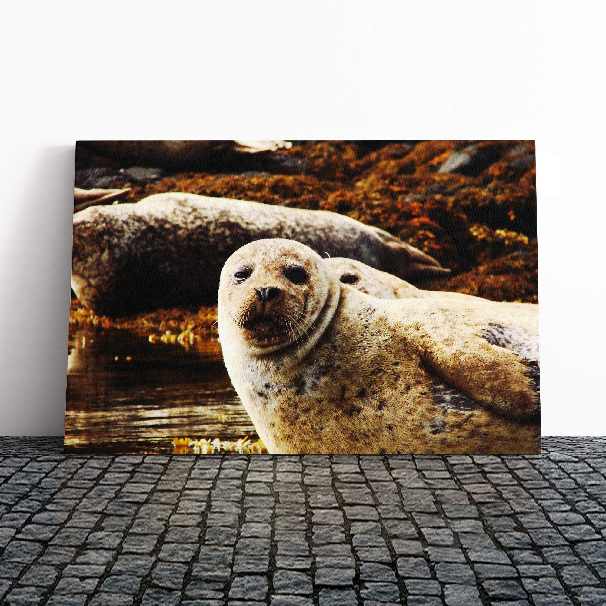 Sea Lions Canvas Print | Gallery Wrapped 30mm Frame Wall Art | 20x14 inches | Ready to Hang | Modern Seascape Picture | Living Room Bedroom Lounge Office