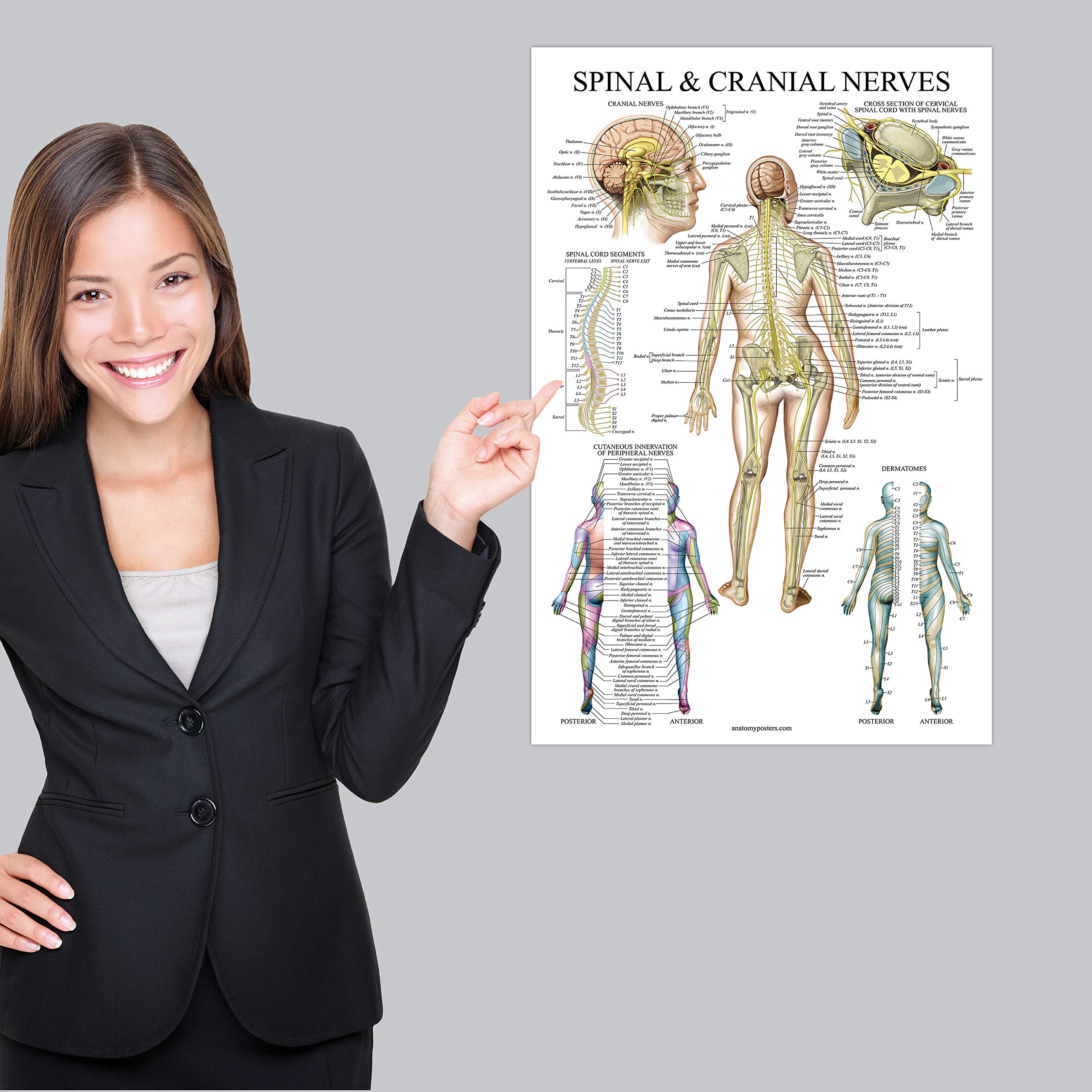 Mua 2 Pack: Spinal and Cranial Nerves + Disorders of the Spine Poster ...