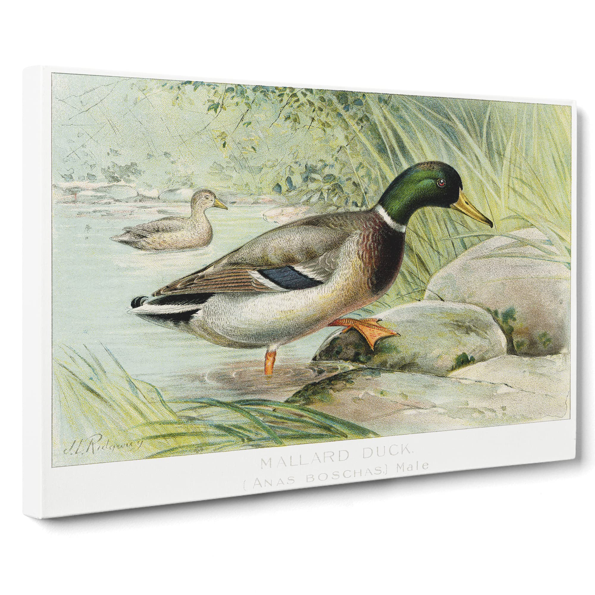 Mallard Duck By J.L. Ridgway Canvas Print | Gallery Wrapped 30mm Frame Wall Art | 20x14 inches | Ready to Hang | Retro Bird Picture | Living Room Bedroom Lounge Office