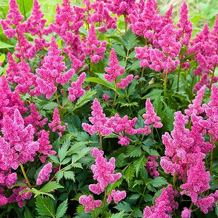 Resultado de imagem para ASTILBE