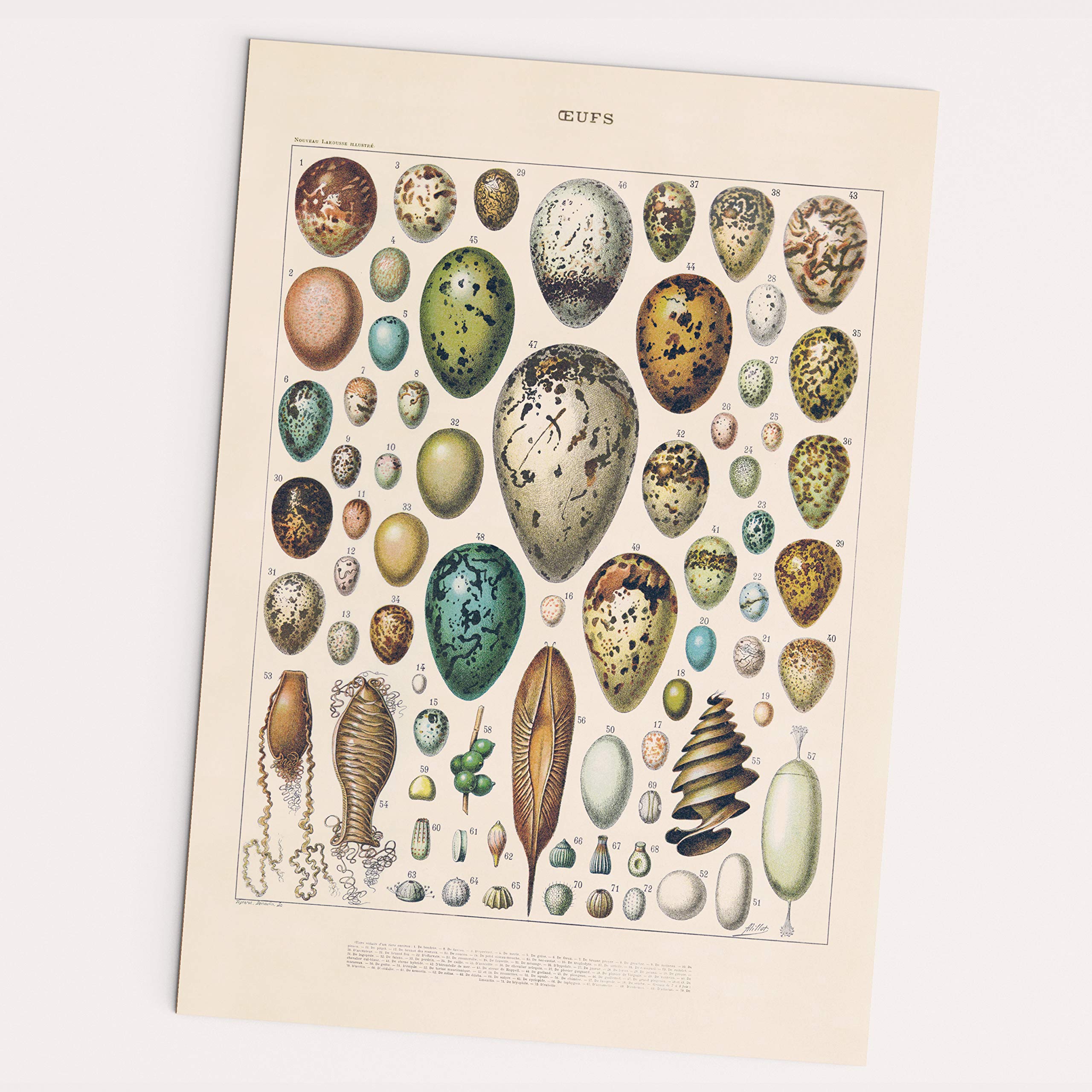 Follygraph Oeufs Poster - Vintage Eggs Picture, Birds