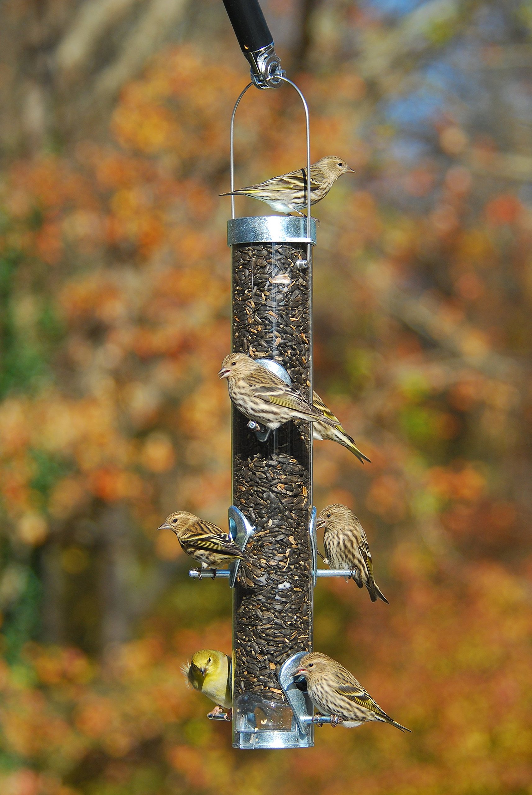 Droll Yankees Bird Feeder Hanging Tube Feeder Ring Pull