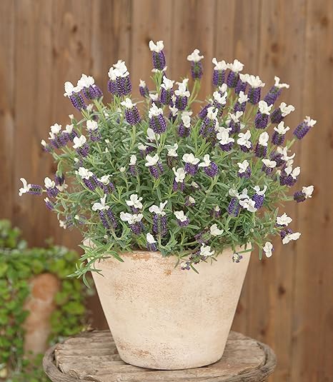 Amazon はなみどり ラベンダー わたぼうし 10 5cmポット苗 1株 鉢
