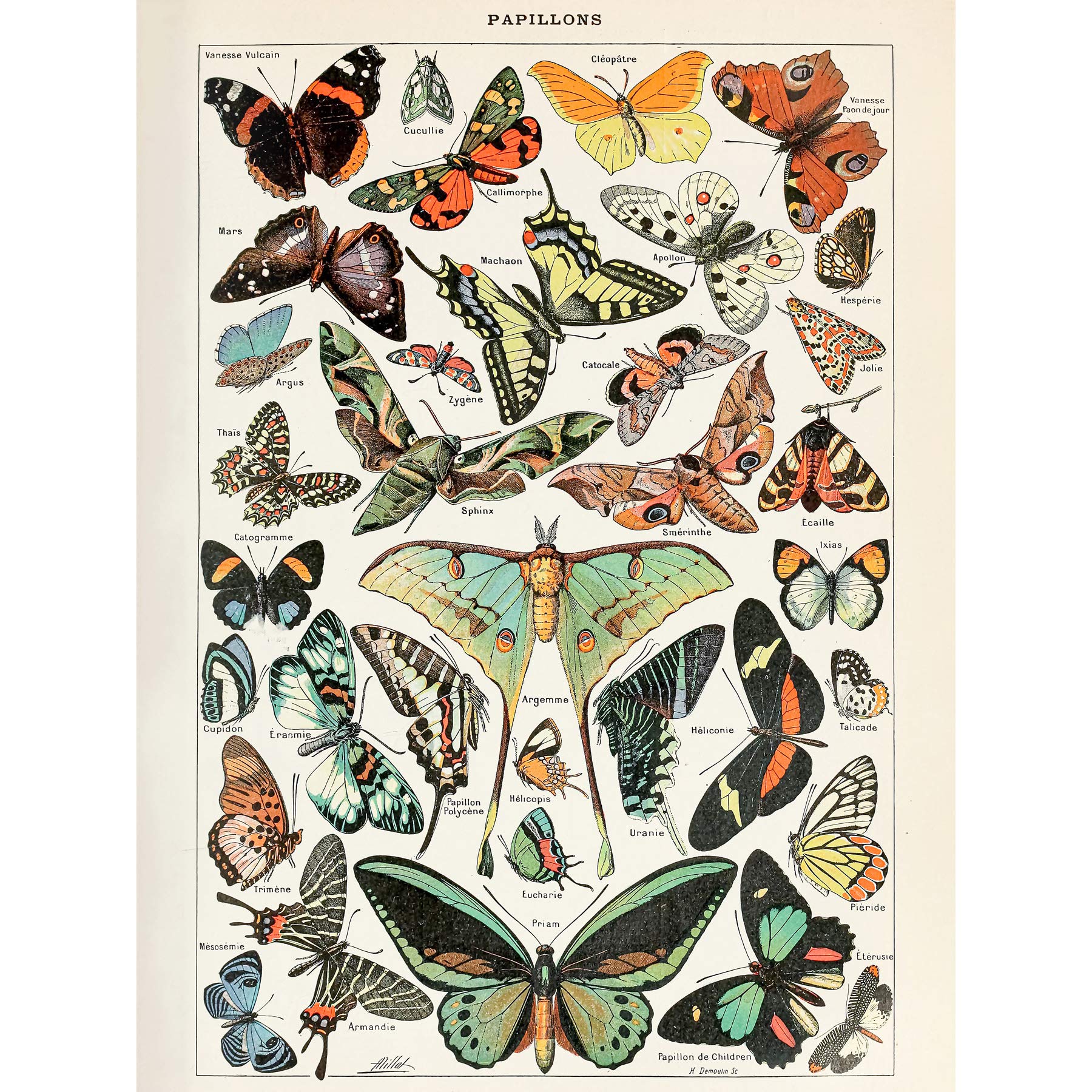 Artery8 Millot Encyclopedia Page Variety Butterflies Large Wall Art Poster Print Thick Paper 18X24 Inch