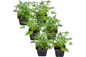 SOIL SUNRISE Live Citronella Geranium Plants (6-Pack); Pelargonium Citronella Scented Potted Plants