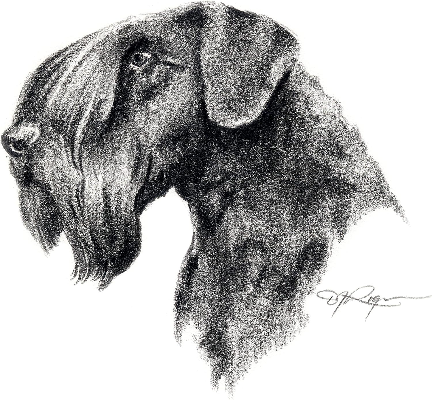Download Amazon.com: Cesky Terrier Pencil Drawing Art Print by Artist DJ Rogers: Posters & Prints