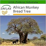 SAFLAX - African Monkey Bread Tree - 6 Seeds - with