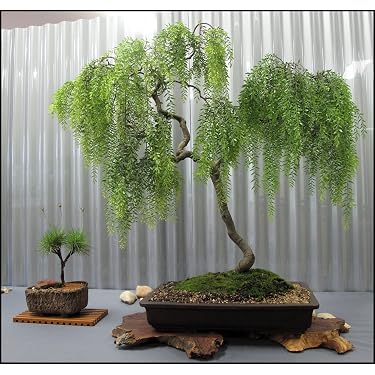 Amazon Best Sellers: Best Indoor Bonsai