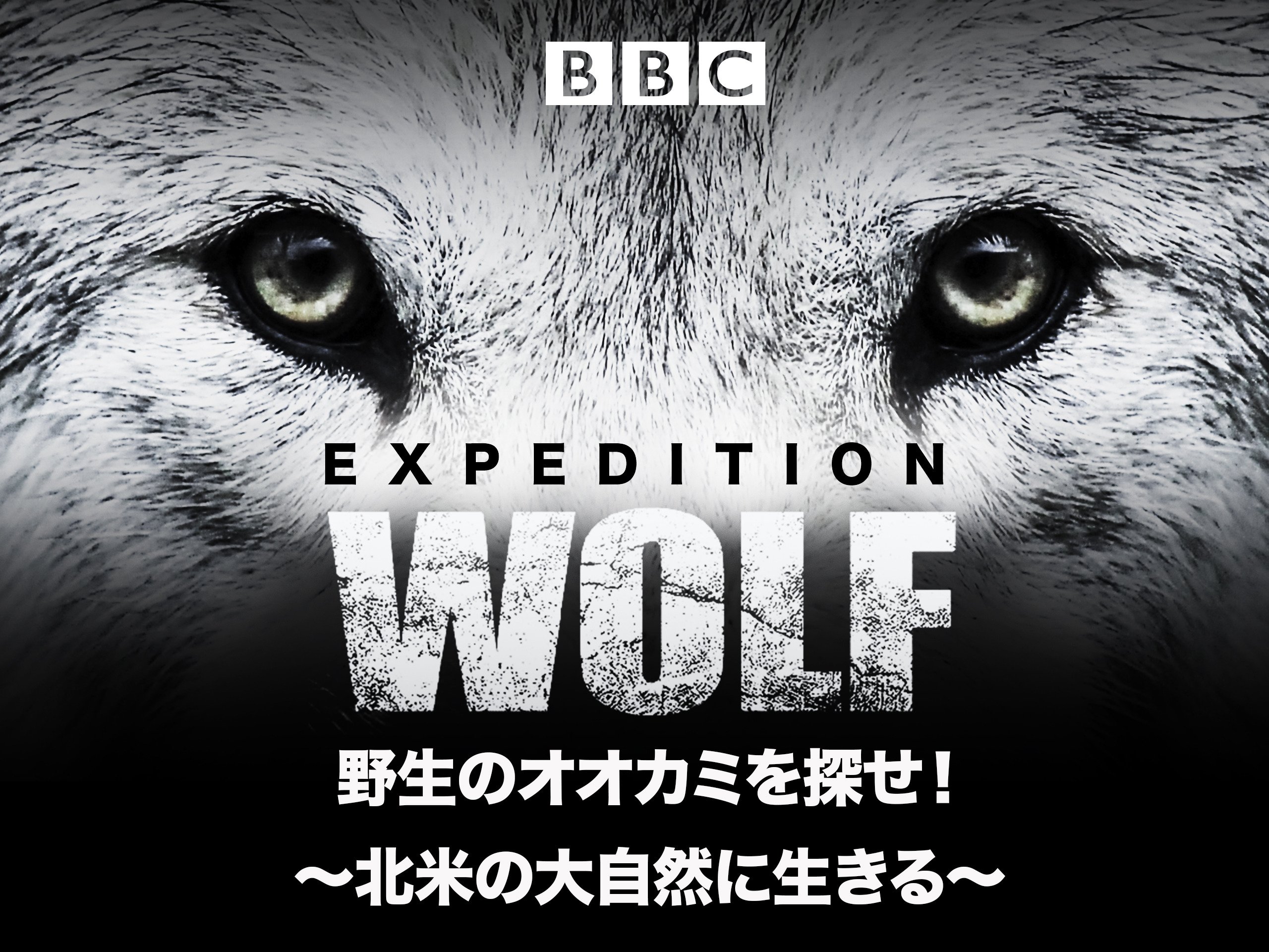 Amazon Co Jp 野生のオオカミを探せ 北米の大自然に生きる 吹替版 ティム マーティン ジョニー キーリング Generic