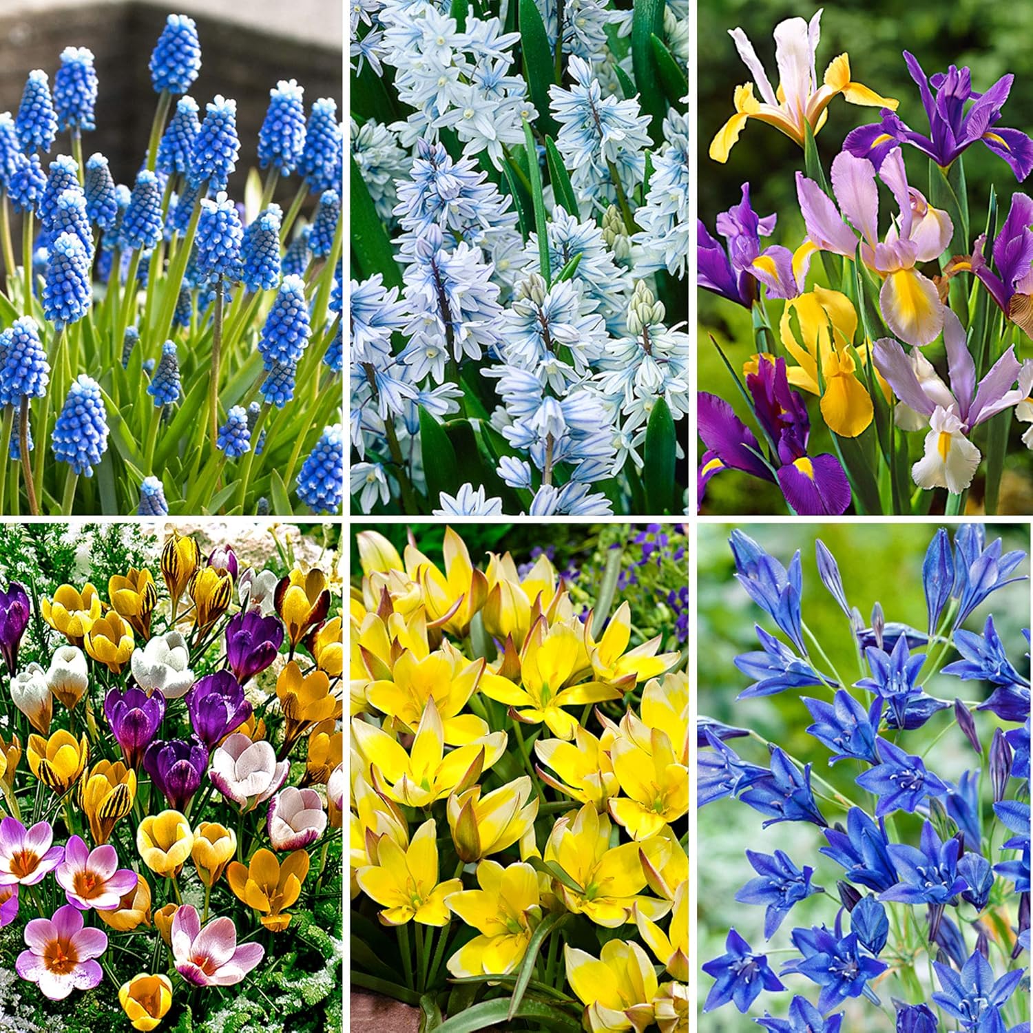 60x Flower Bulbs Mix of 60 6x10 Flower Bulbs Colourful Blossom