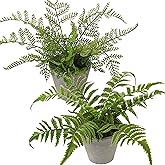 Briful 2PCS Fake Plants Potted Artificial Plants Greenery Faux Fern Eucalyptus Décor Plant for Indoor Home Office Bathroom Harmhouse Decoration