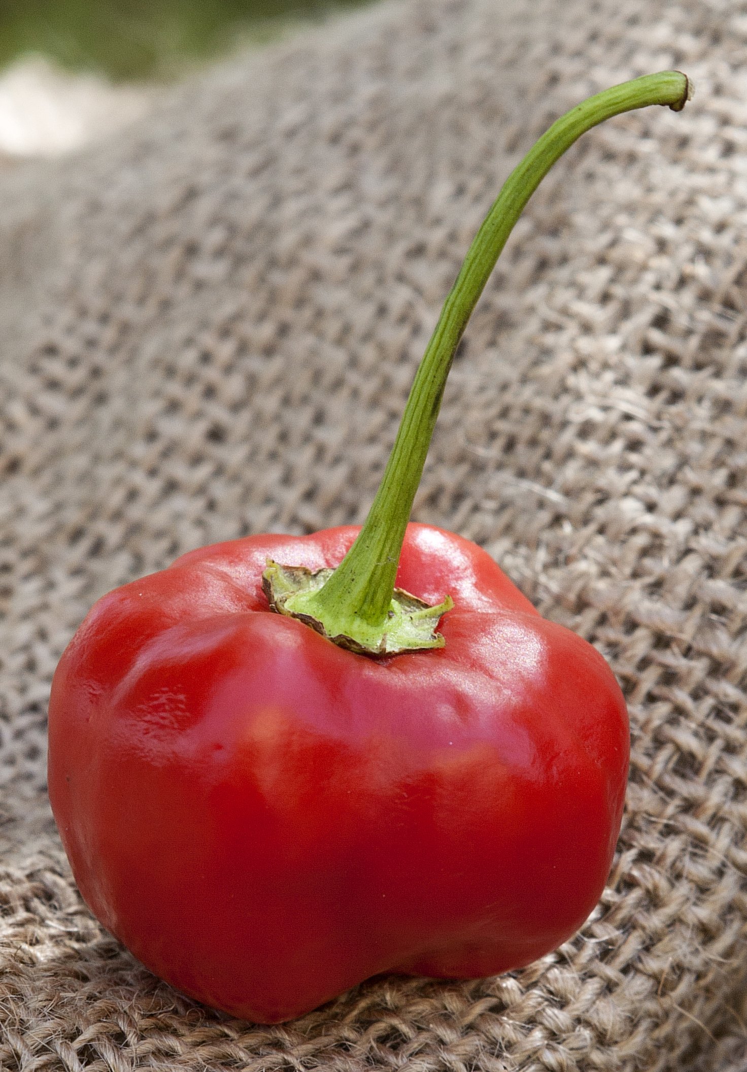 Peppadew HOT Whole Sweet Piquante Peppers 14 Oz Jar