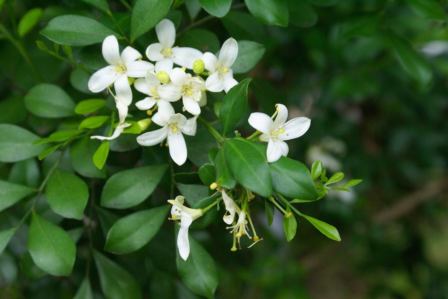 500 Seeds Murraya paniculata Orange Jasmine, Amazon.co.uk Garden