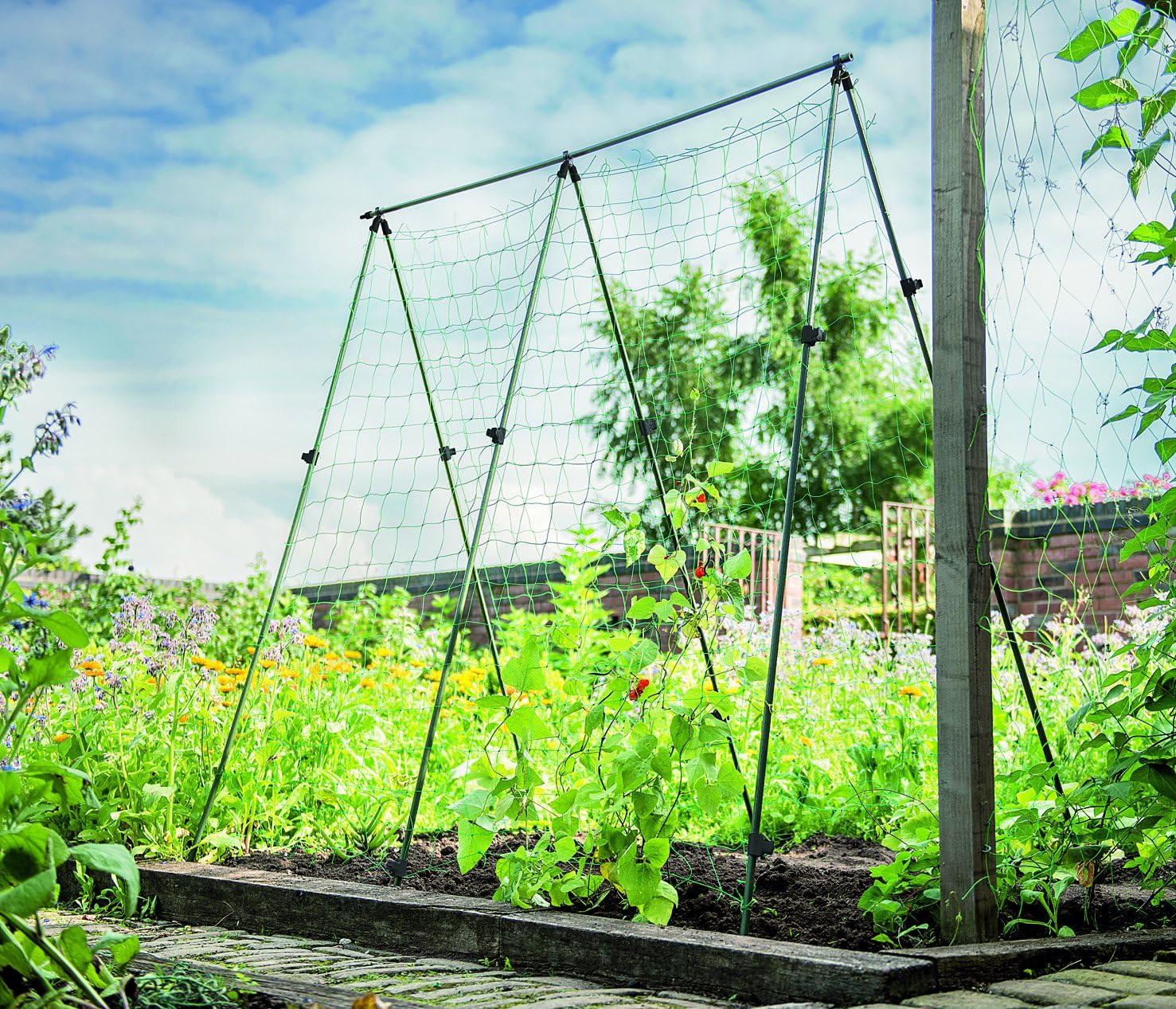 Gardman - Soporte para Cultivo de Haba: Amazon.es: Jardín