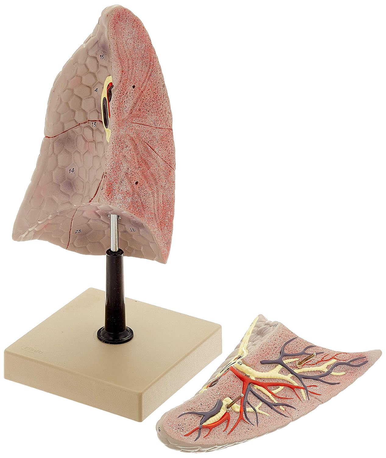 Edu-Lab AM66 Lung Model, Right