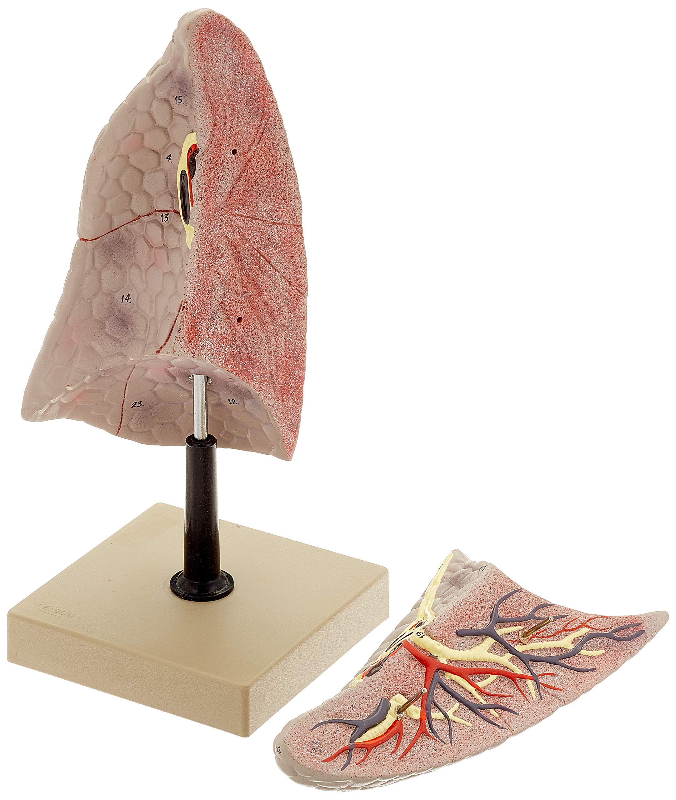 Edu-Lab AM66 Lung Model, Right