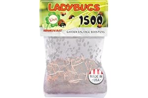 NanoVac 1500 Ladybugs Live for Garden - Hippodamia Convergens - Live Lady Bugs in a Mesh Bag (1500)