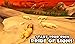 Safari Simulator: Lion