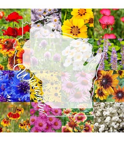 Amazon.com : Created By Nature Wisconsin Wildflower Seed Mix, 16 Flower  Varieties, 40,000 Seeds : Patio, Lawn & Garden