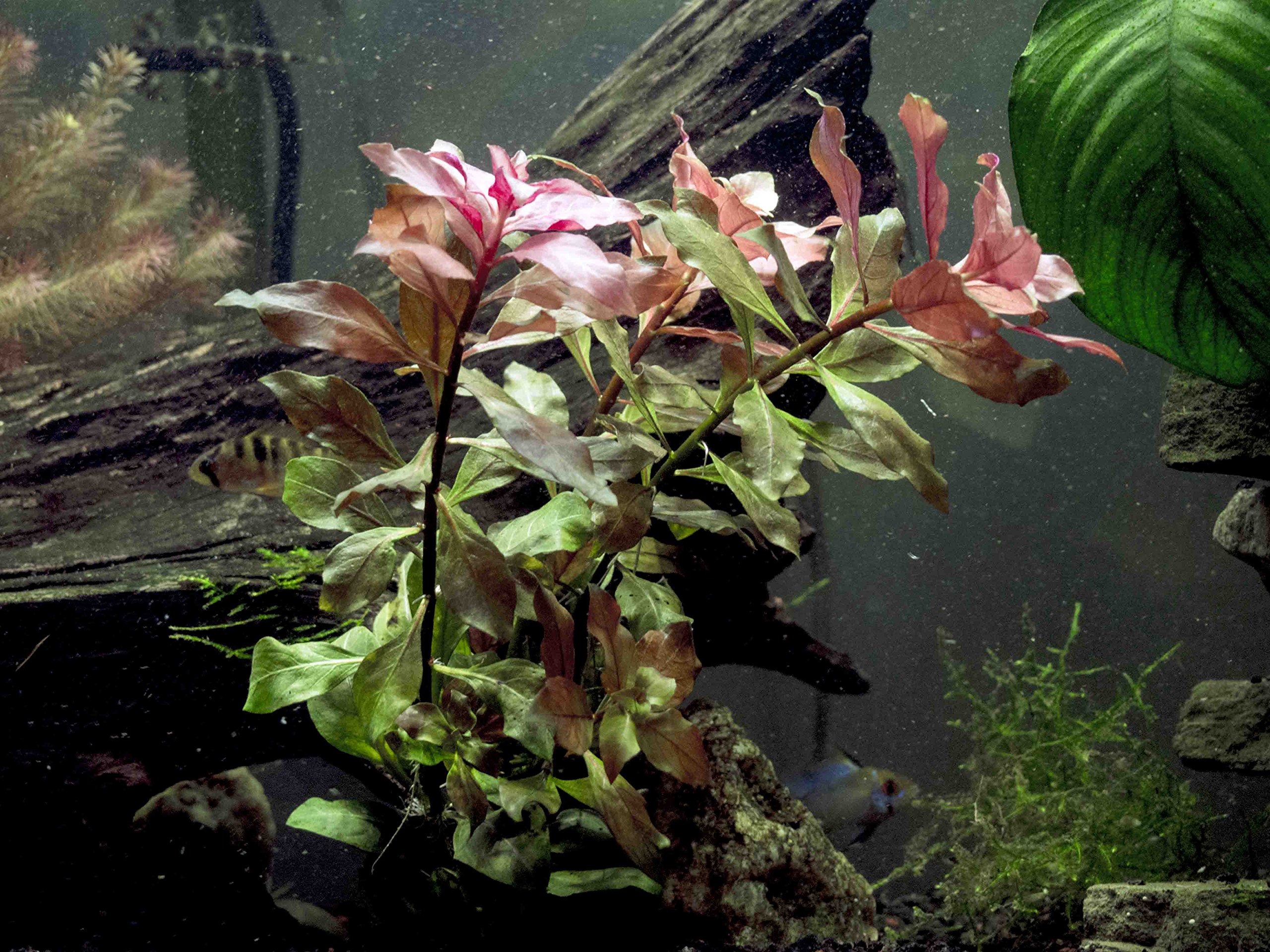 Fast Growing Aquarium Plant Package (1020 Gallon) Stem Plants