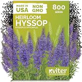 800 Hyssop Heirloom Herb Seeds for Planting, Hyssopus Officinalis | Aromatic Herb with Blue Flowers, Syrian Oregano, Heirloom Seed Packets, Perennial Herb Seeds for Outdoor Garden, Containers