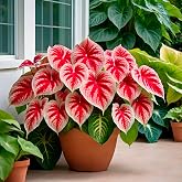 6 Crimson Sky Caladium Bulbs for Planting, Red Foliage Tubers for Shade | Crimson Sky caladium &bull; Red leaves with pink splotches, dark crimson veins and deep green margins &bull; Compact growth | 6 bulbs
