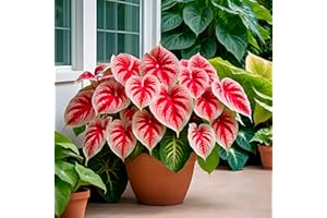 CZ GRAIN 6 Crimson Sky Caladium Bulbs for Planting - Perennial Hosta, Elephant Ears, Fancy (6 Bulbs)