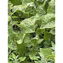 Spicy Root Vegetable Seeds Horseradish Seeds - Armoracia Rticana 35