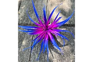 Live Tillandsia Capitata Peach Colorful Air Plant 6-8 inch Enhanced Color Highlighted Grows a Huge 14 inches Easy Care Indoor Outdoor Home Decor Gift Airplant Awesome Industries (Moonbeam 6")